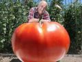 澳大利亚农夫收获巨型番茄 重量达1.1公斤