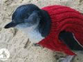澳大利亚组织呼吁为企鹅织毛衣抵御原油污染