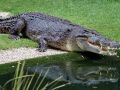 澳大利亚男子在自家后院发现1.8米大鳄鱼