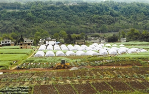 深圳援建雅安社工服务中心帮助援建的三友村18亩蔬菜大棚。