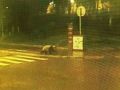汶川大熊猫深夜悠闲逛街 过马路走斑马线