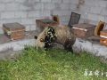 四川：大熊猫下山偷吃10箱蜂蜜 从下午吃到晚上(图)